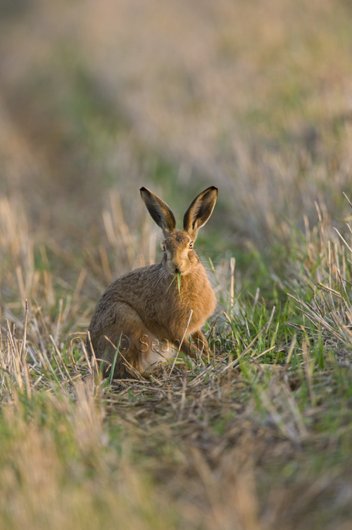 European brown hare eating green shoots
