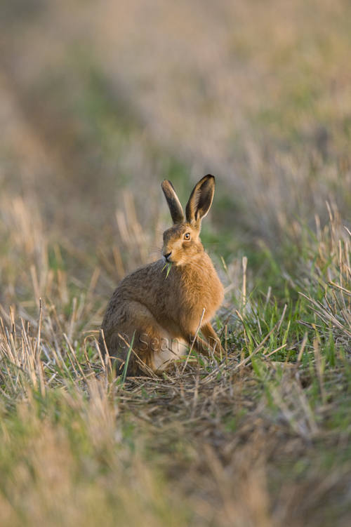 European brown hare eating green shoots