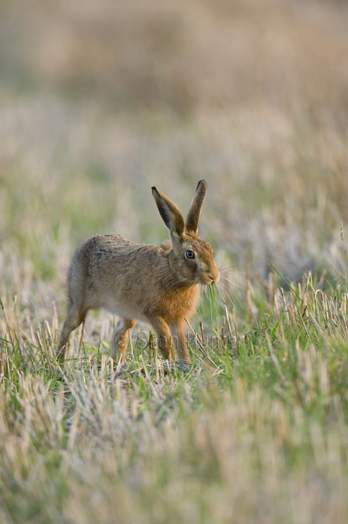 European brown hare eating green shoots