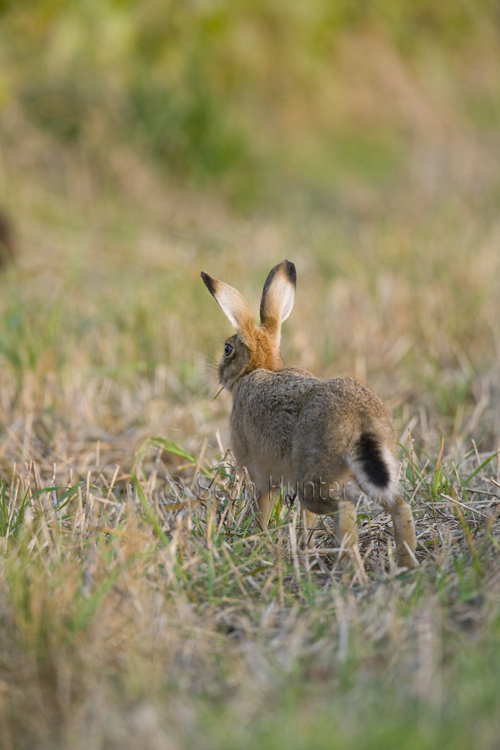 European brown hare stretching