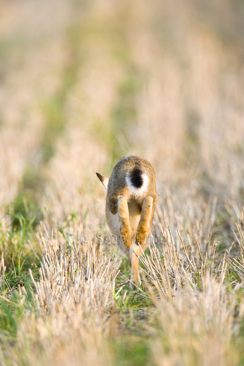 European brown hare