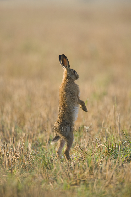 European brown hare standing on hind legs in a stubble field