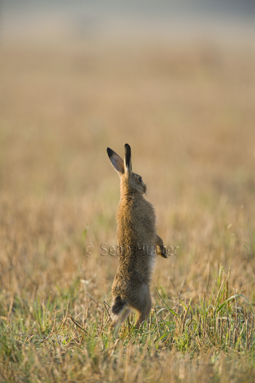 European brown hare standing on hind legs in a stubble field