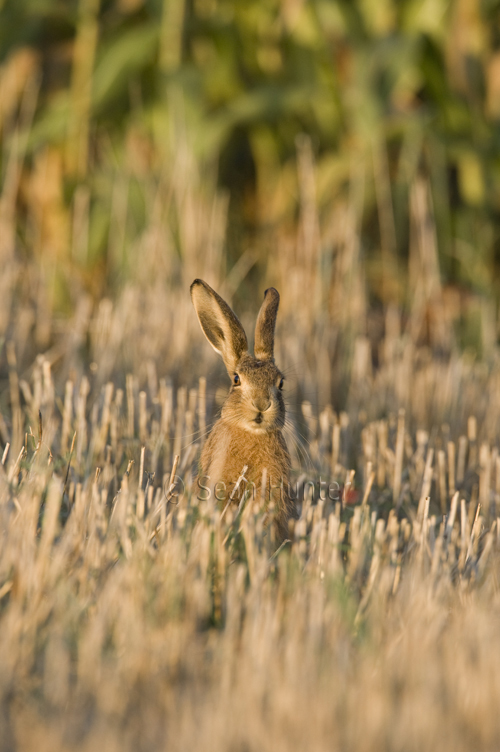European brown hare