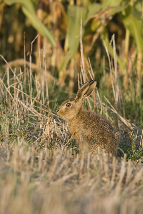 European brown hare