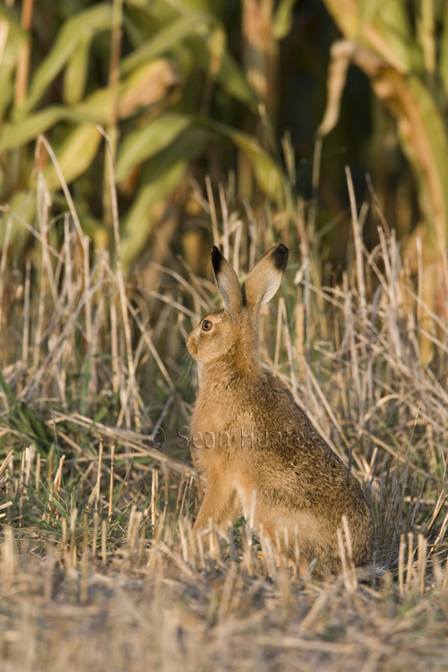 European brown hare