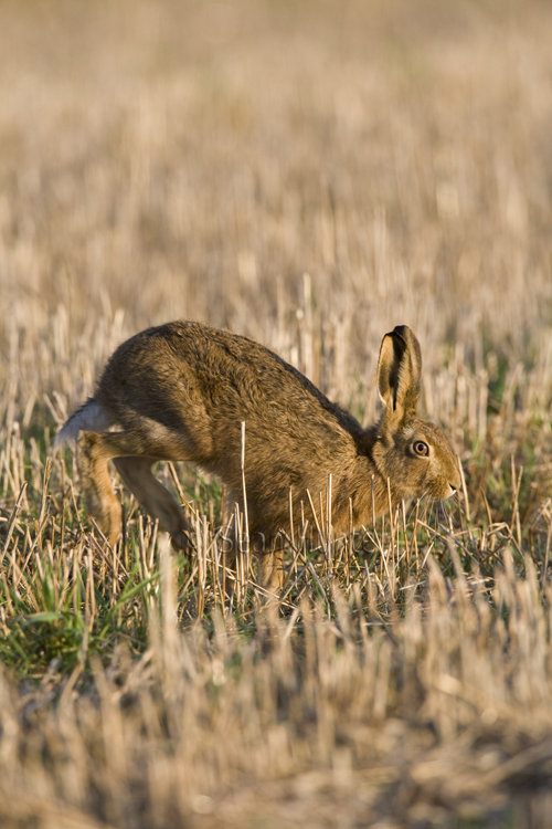 European brown hare