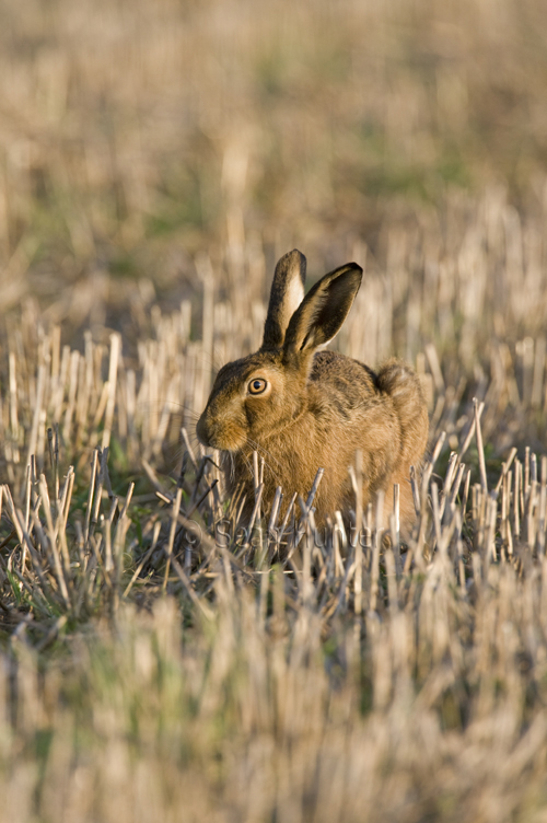 European brown hare