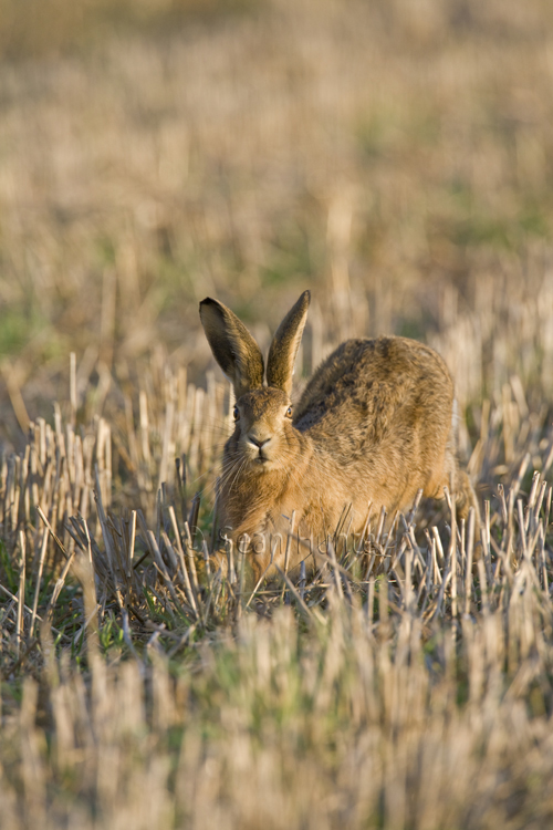 European brown hare