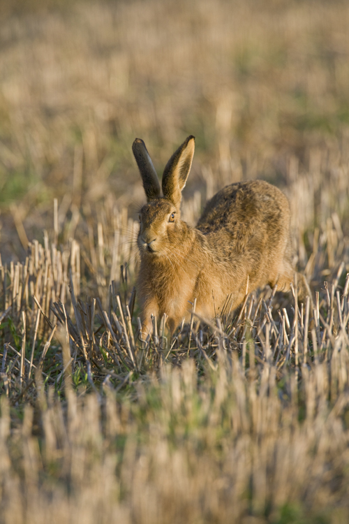 European brown hare