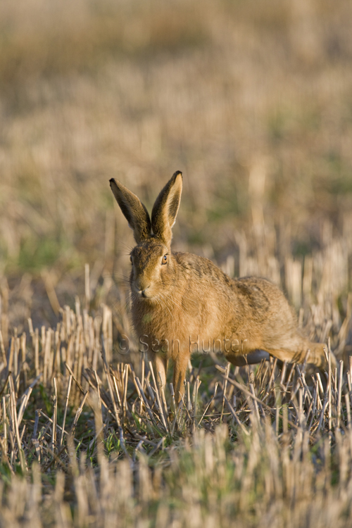 European brown hare