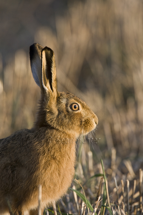 European brown hare