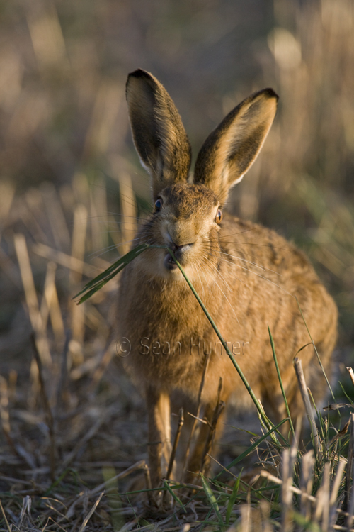 European brown hare