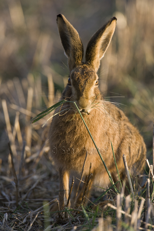 European brown hare