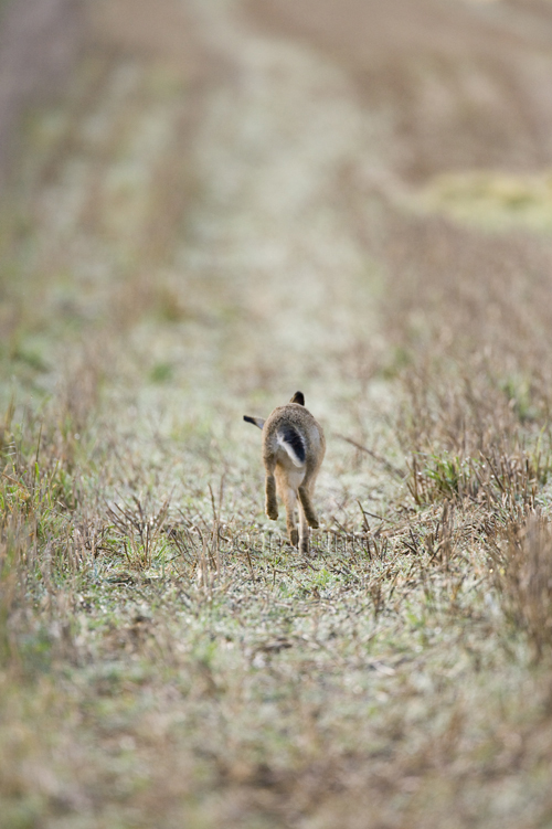 European brown hare