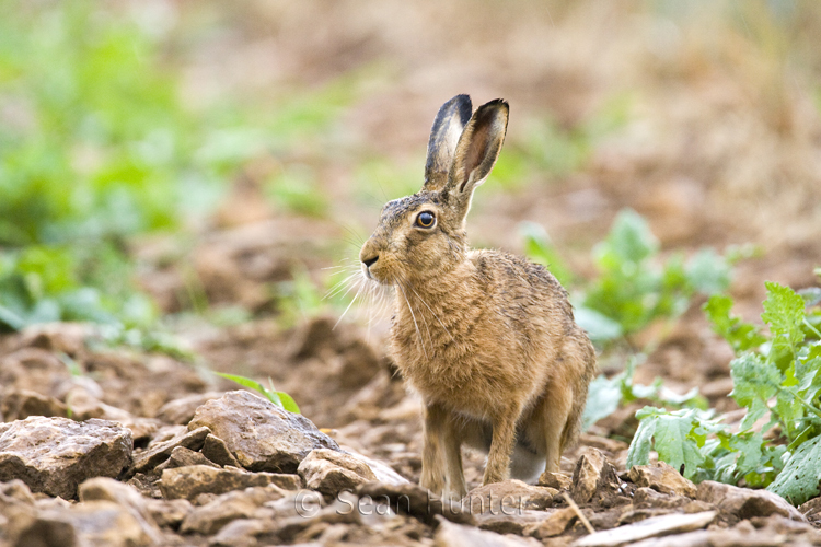 European brown hare at the edge of a field