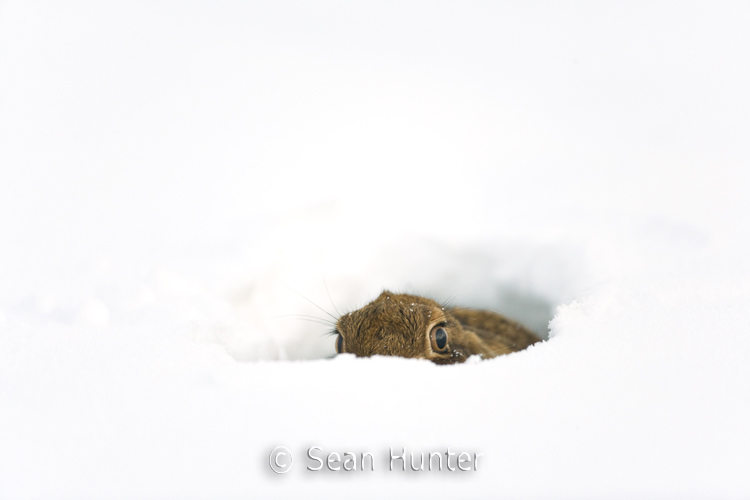 European brown hare in the snow