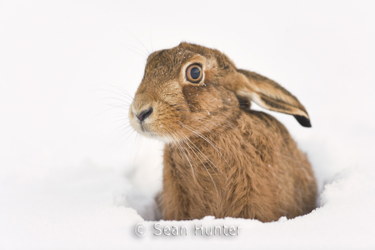 European brown hare in the snow