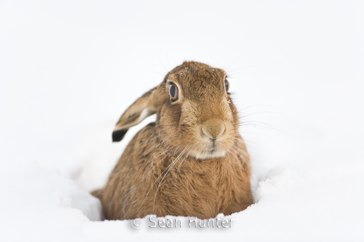 European brown hare in the snow