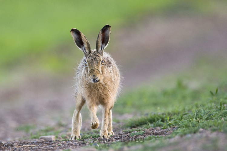 European brown hare on a farm track