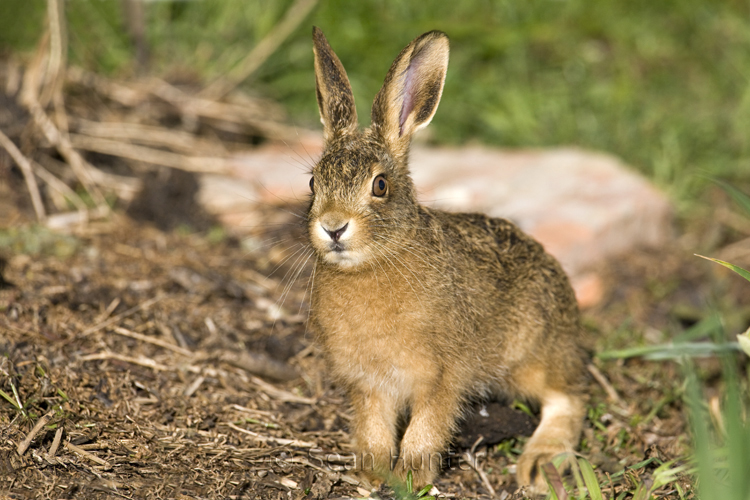 European brown hare leveret at the edge of a field of wheat