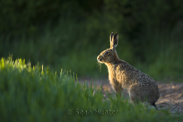 European brown hare at the edge of a field of winter wheat