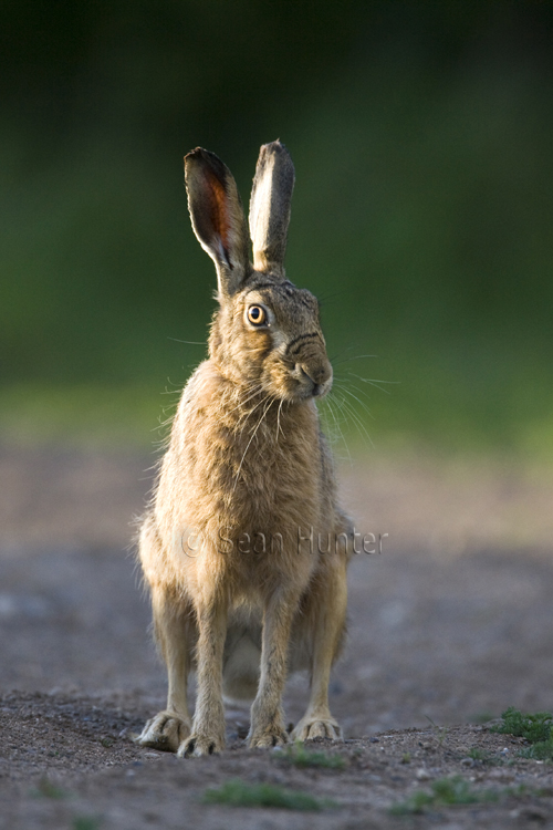 European brown hare on a farm track