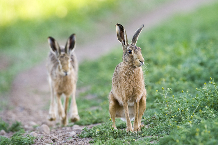 European brown hares on a farm track