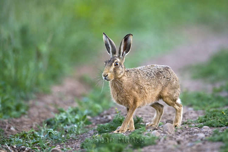 European brown hare on a farm track