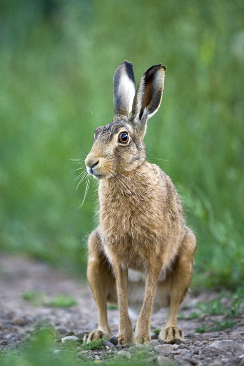 European brown hare on a farm track