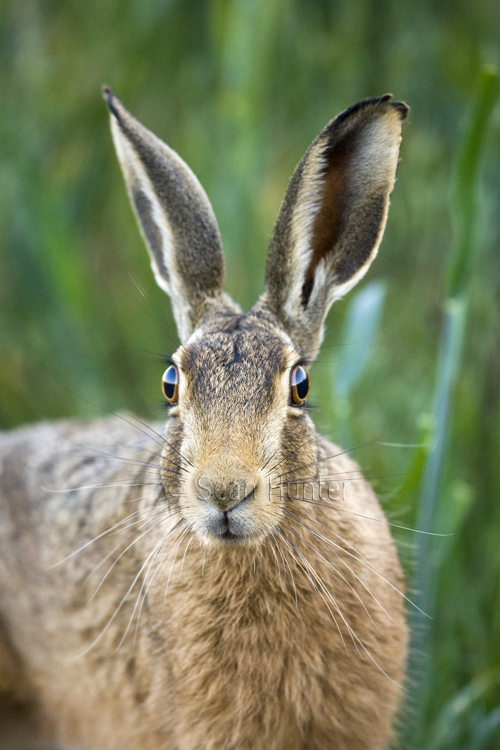 European brown hare on a farm track