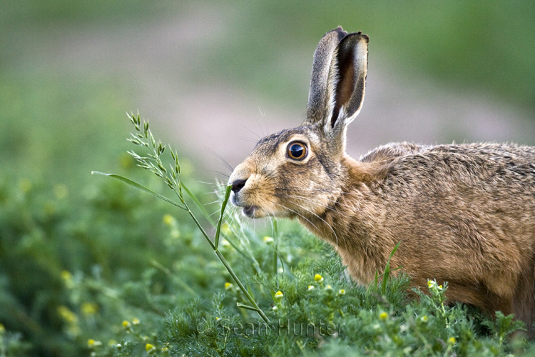 European brown hare on a farm track