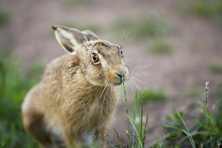 European brown hare on a farm track