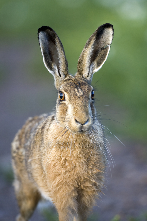 European brown hare portrait