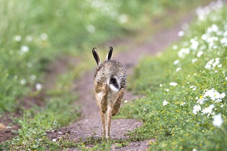 European brown hare running on a farm track