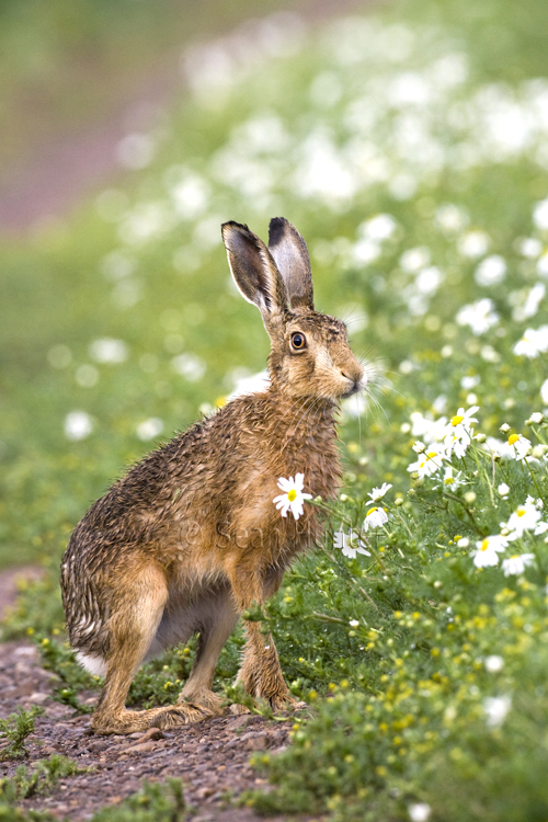 European brown hare on a farm track