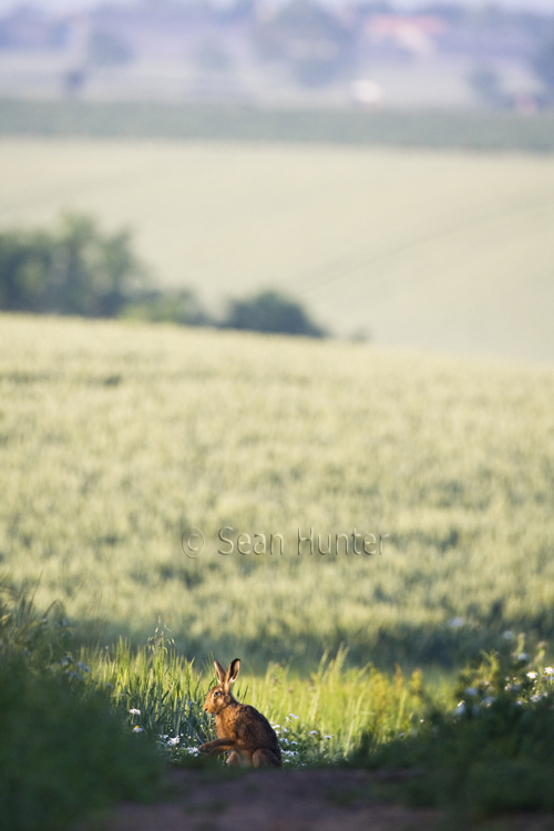 European brown hare on a farm track