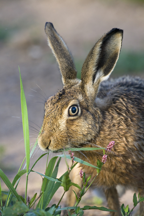 European brown hare on a farm track