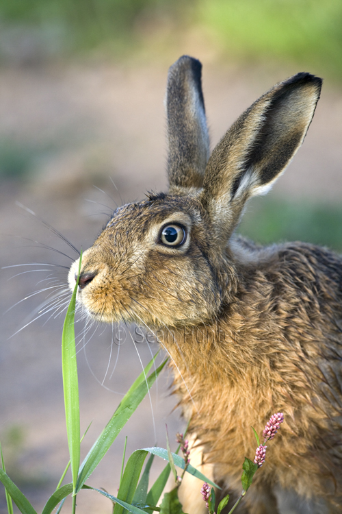 European brown hare on a farm track