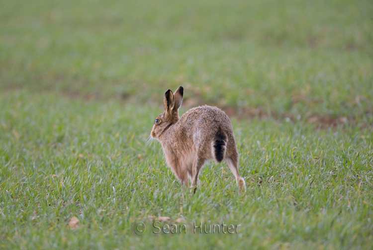 European brown hare stretching