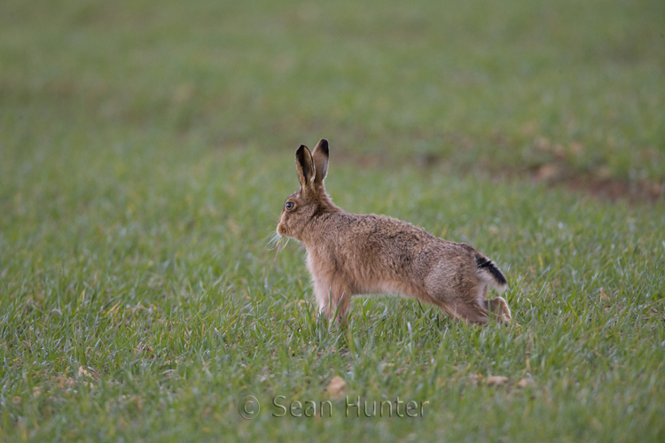 European brown hare stretching