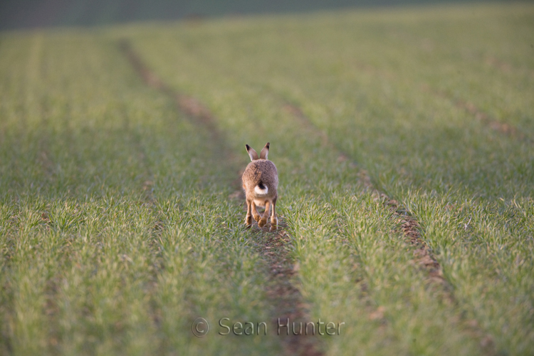 European brown hare