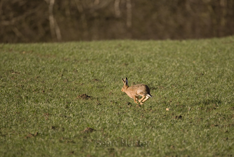 European brown hare