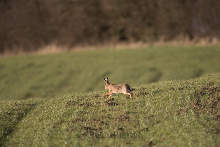 European brown hare
