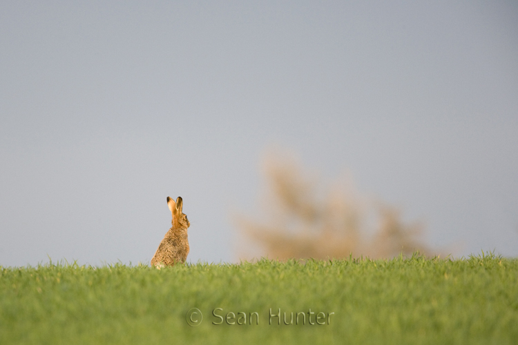 European brown hare