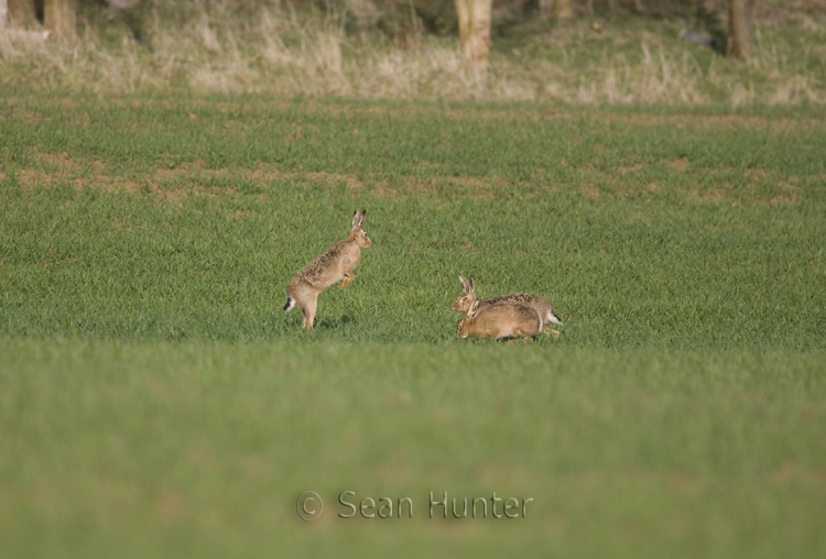 European brown hares boxing