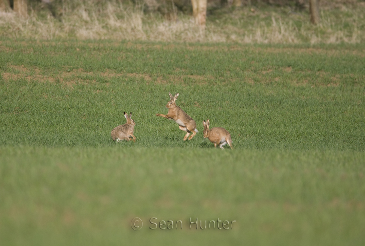 European brown hares boxing