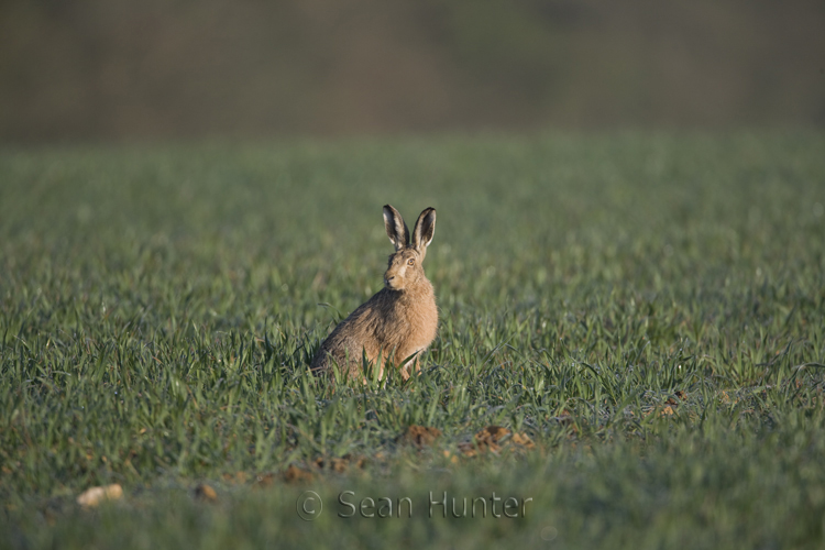 European brown hare