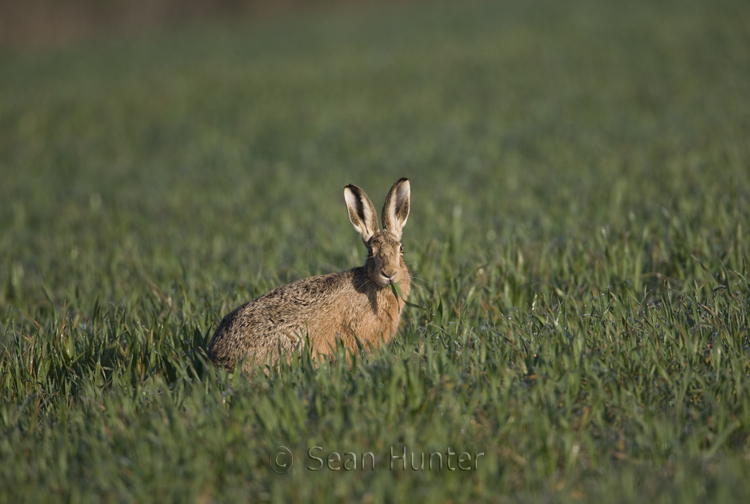 European brown hare eating winter wheat