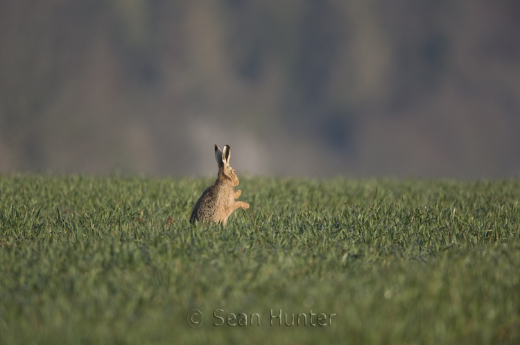 European brown hare cleaning paws